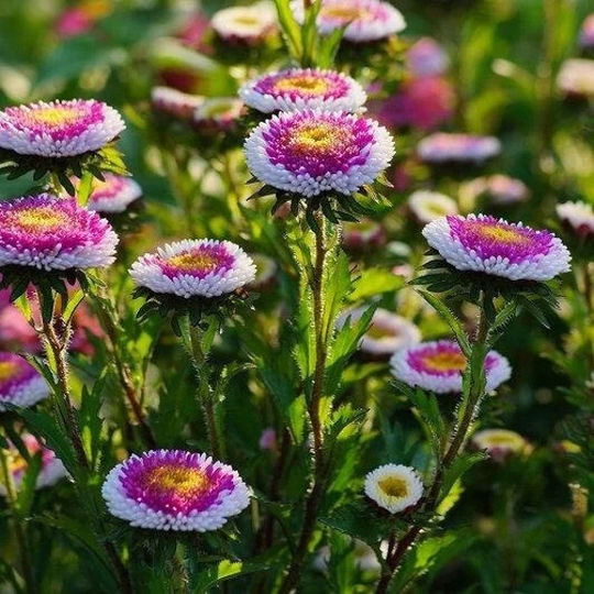 Aster Tall Paeony Moonshine 100 Seeds., Non Gmo, Fresh, Easy To Grow