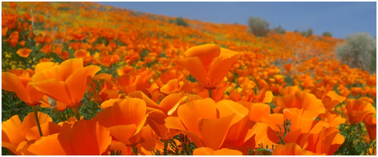 200 Orange California Poppy Seeds, Beautiful Cut Flowers, Self Seeding