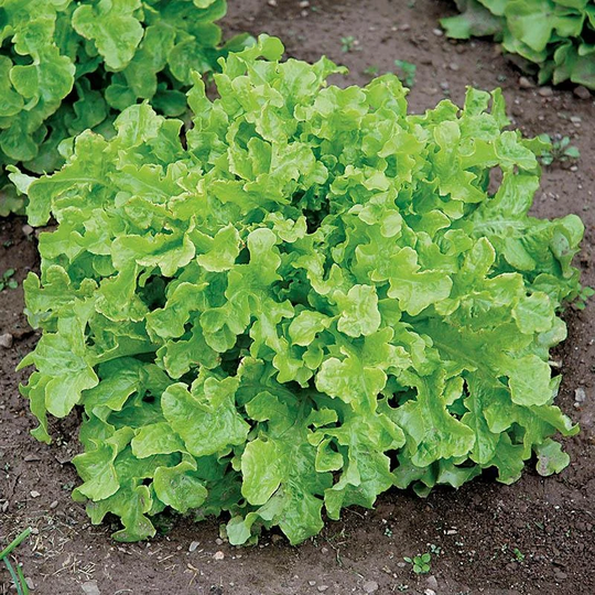 Green Salad Bowl Lettuce Vegetable Seeds - 1100 Organic Easy Quick Growers