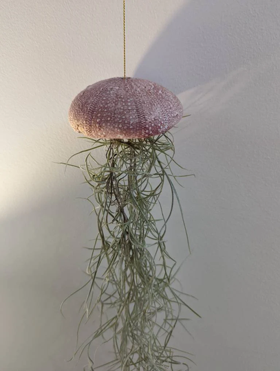 Spanish Moss With Sea Urchin Planter, Handmade Using Clay, Jellyfish Air Plant