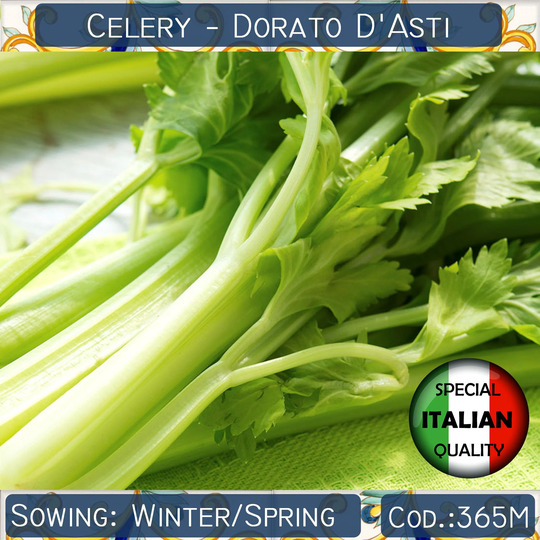 700+ Seeds Celery Dorato D'asti Seeds, Golden Italian Herb Non Gmo, #365M