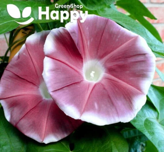 Morning Glory - Chocolate 5 Seeds Ipomoea Nil Annual Climber Large Flower