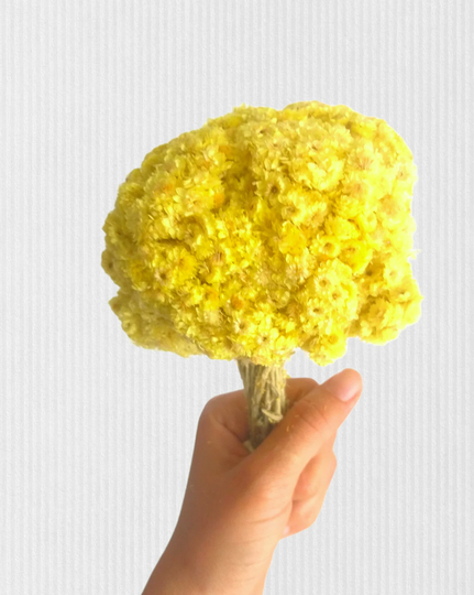 10 Bouquet Everlasting Flower, Immortelle, Helichrysum Arenarium