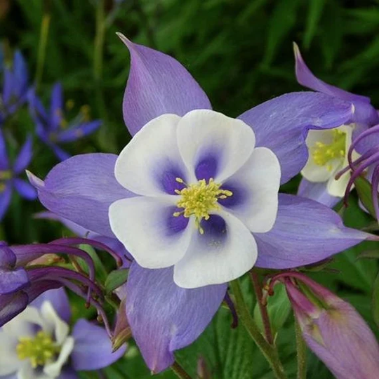 Blue Columbine Seeds - Aquilegia Caerulea