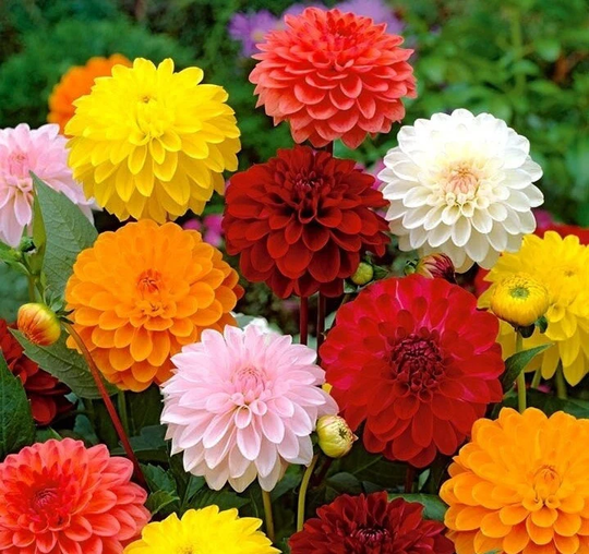 Dahlia Flower Mixed Colors 50 Seeds, Non Gmo, Fresh, Easy To Grow