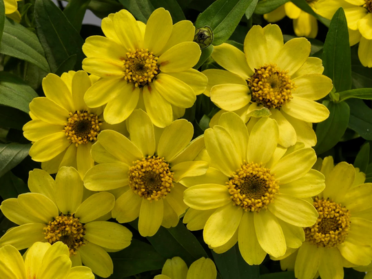Zinnia Seeds Profusion Lemon 100 Thru 500 Bulk Flower