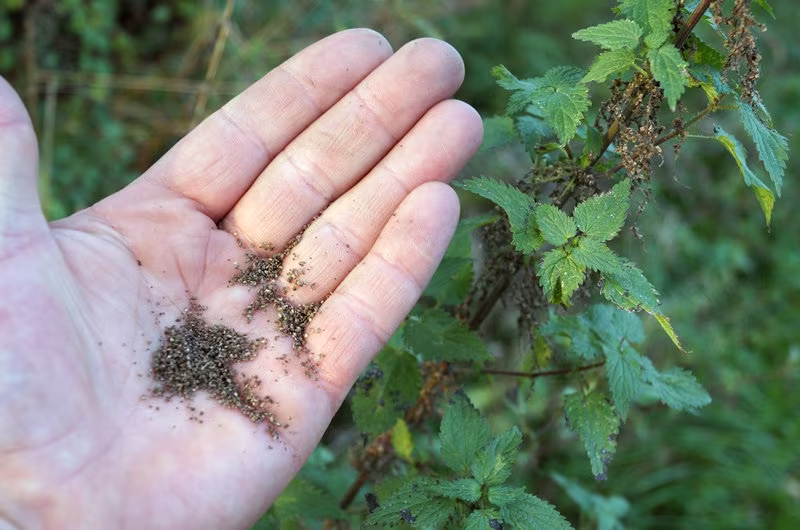 Dried Organic Nettle Seeds/Available From 2Oz-32Oz | 57G-907G Premium Quality Lamium Album