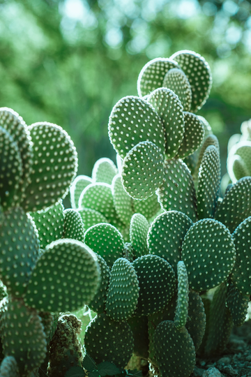 Bunny Ear Cactus Seed Mix
