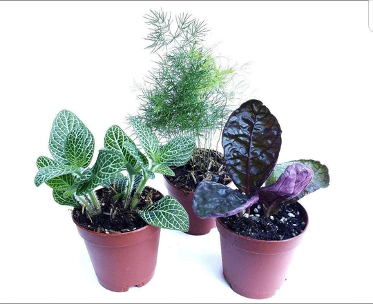 Terrarium Collection/Fairy Garden Plants