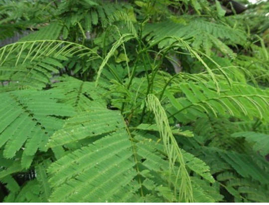 10 New Chaom Seeds, Cha-Om , Acacia Pennata, Climbing Wattle, We Harvest Seeds This Year 2022 From Our Local Garden