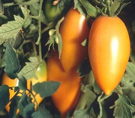 Vegetable - Tomato Orange Banana 10 Premium Quality Seeds