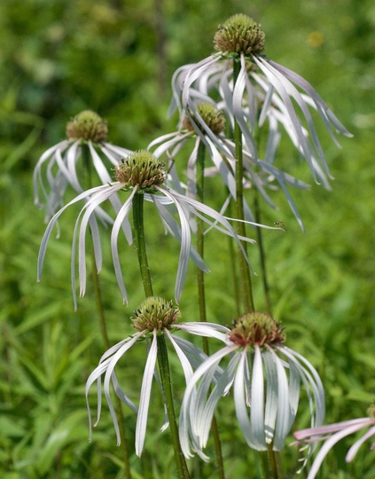 Echinacea Pallida, Hula Dancer - 3 Well Rooted Starter Plants in 1 Qt Pots Grown At Rosie Belle Farm- Price Includes Free Shipping