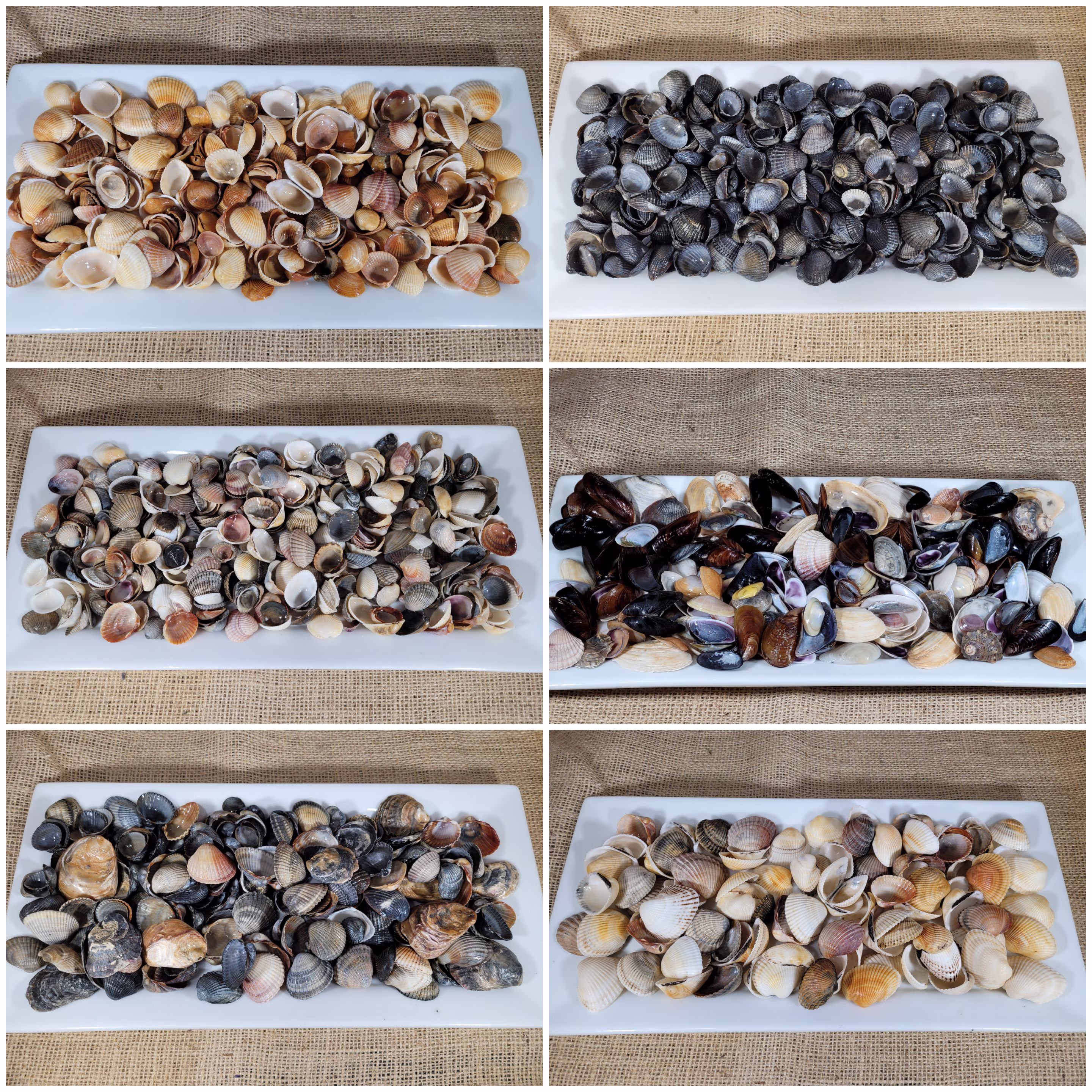 Seashells Black Sea Seashells Organic Direct From Hand Picked Never Washed With Sink Water