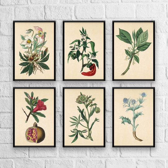 Antique Herbs Print Set No. 7, Herb Prints, Botanical Art, Set, Kitchen Giclee, Art