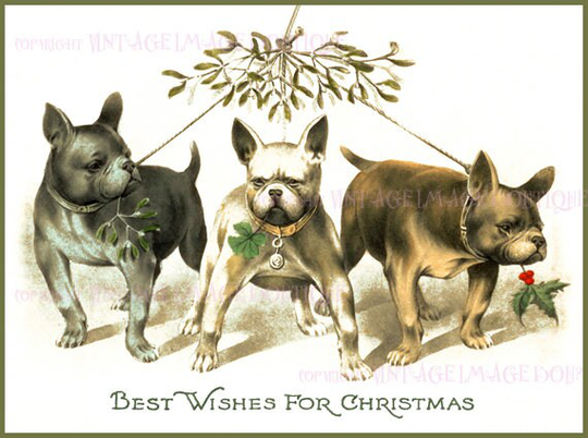 Antique 1920's Illustration Of Three French Bulldogs Christmas Season Winter Solstice Holiday 5x7 Greeting Card