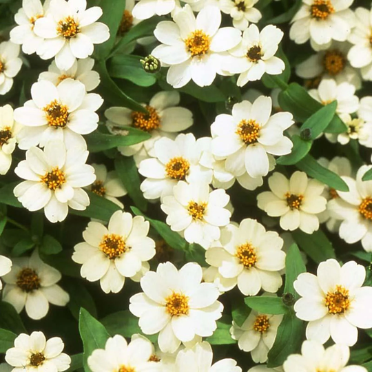 Zinnia Seeds Profusion Double White 100 Thru 500 Bulk Flower