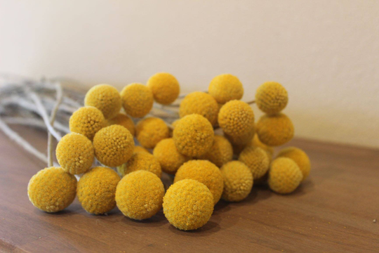 50 Craspedia Dried Grown in The Usa Long Stems-2022 Crop-Billy Balls-Billy Buttons-Yellow Wedding Flowers-Bundle Of Yellow Flowers