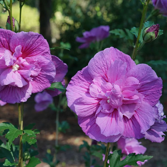 Live 4 1/2 Inch Potted Hibiscus "Dark Lavender