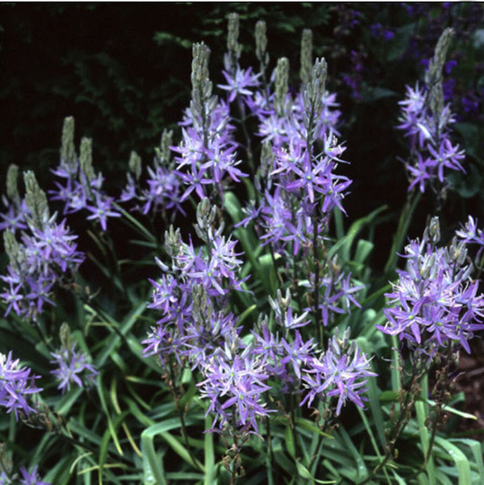 Camassia Leichtlinii Blue X25 Seeds Hardy Perennial