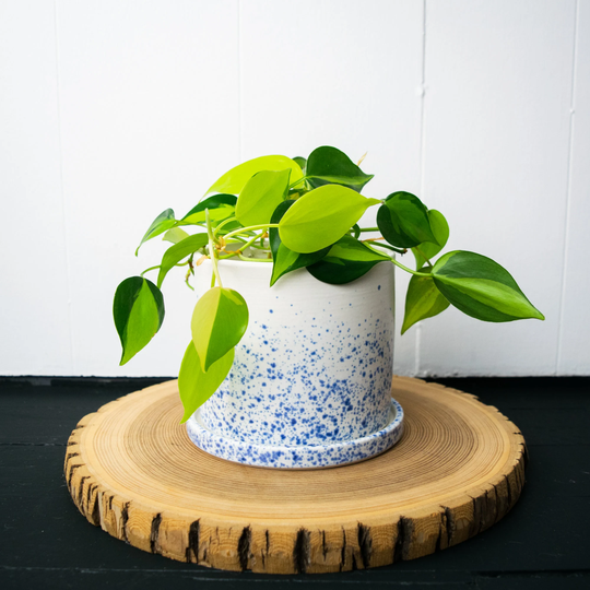 Speckle Gradient Planter | Medium - Hand Thrown Ceramic With Drainage Hole & Drip Tray White Blue Speckles 4.75" X 4.25