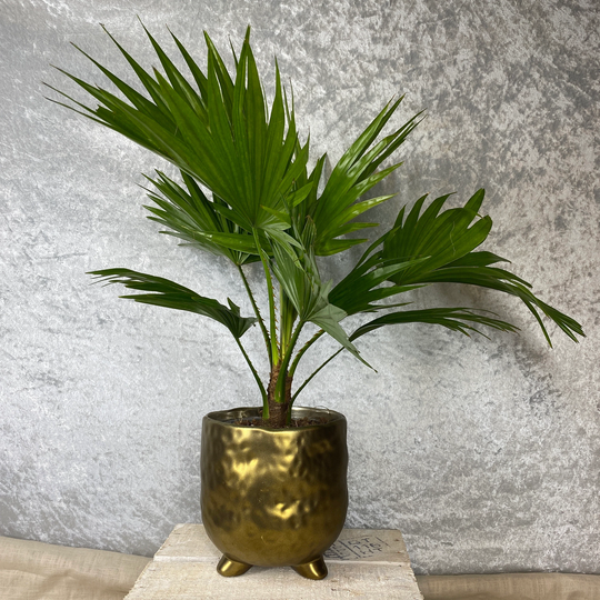 Dimpled Gold Footed Ceramic Planter - Plant Pot 2 Sizes