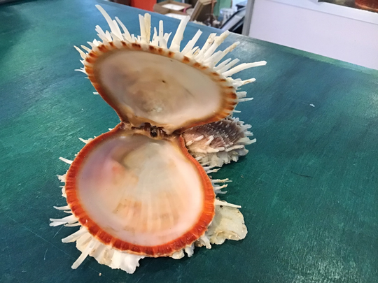Vintage Organic Spondylus Cluster 5