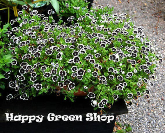 Pennie Black - 300 Seeds Nemophila Discoidalis Balcony Flower Baby