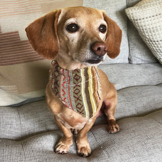Walking Palm 100% Organic Dog Bandana | Moab Woven