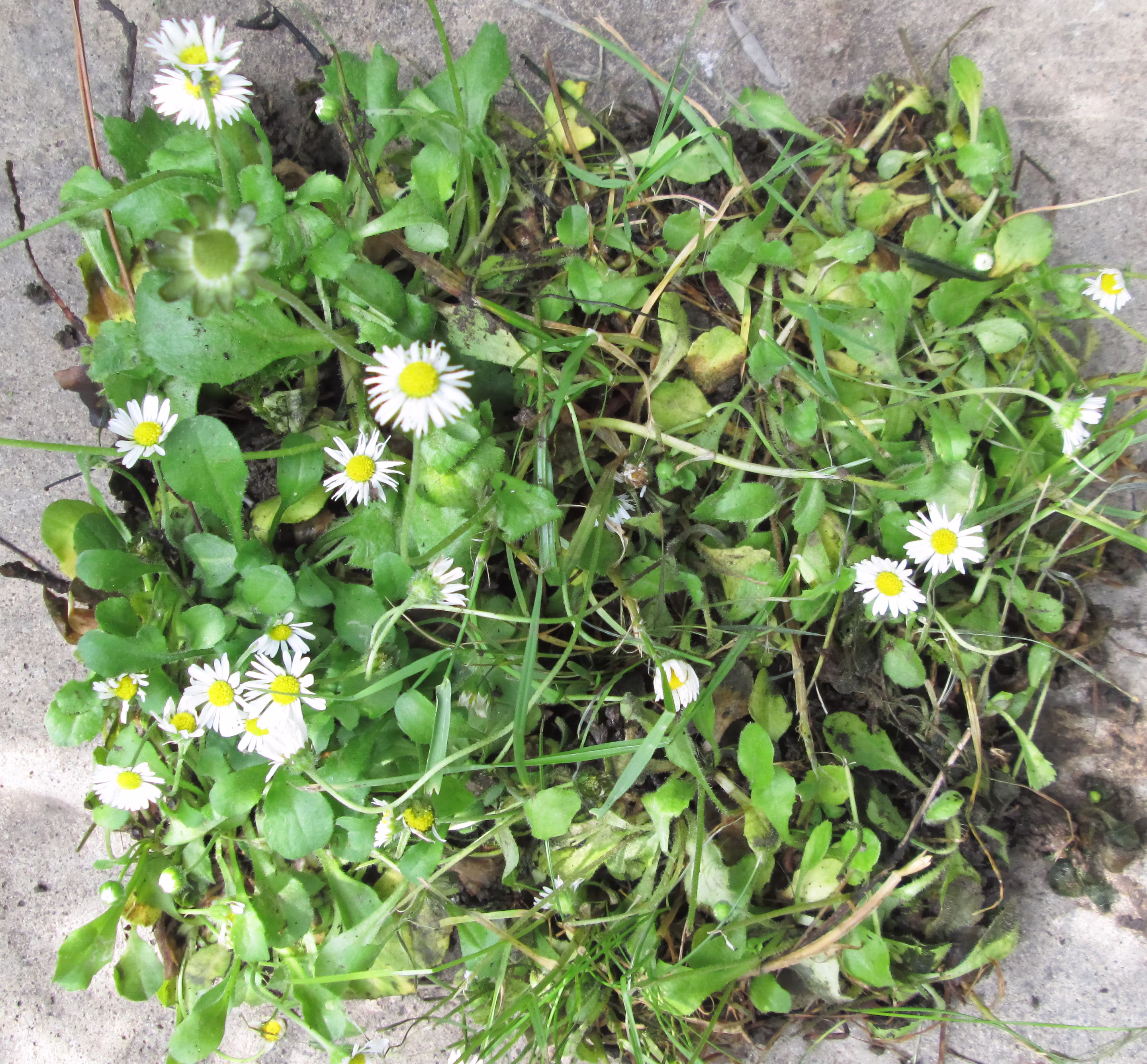 10 X Organic Wildflower Common Daisy Bellis Perennis Plug Plants For Meadow Lawn Mat Turf