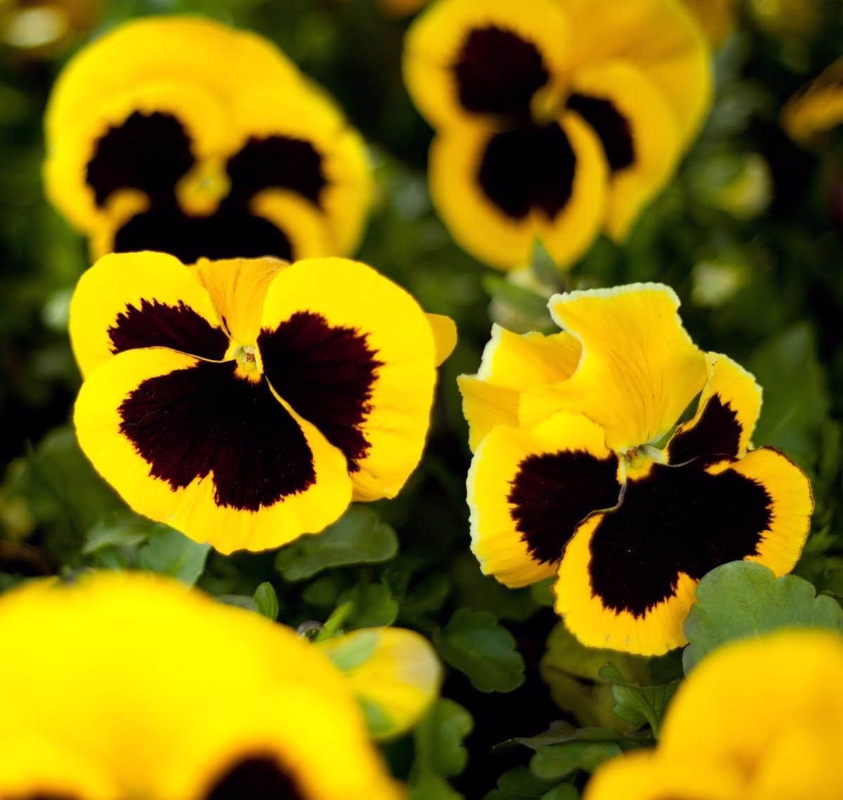 Pansy Yellow Blotched - 50 Seeds Gmo Free