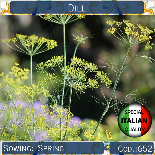 1000+ Seeds Dill, Anethum Graveolens Seeds, Italian Garden Aromatic Herb Non Gmo, #652