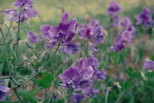 Sweet Pea Noel Sutton 15 Seeds Deep Blue Fragrant Sweet Pea Tall Type