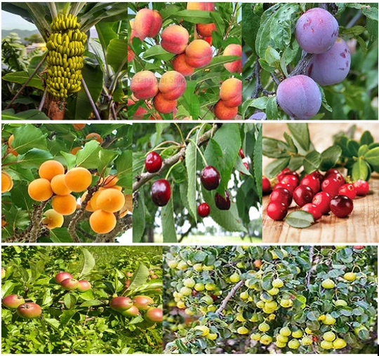 25 X Mixed Fruit Tree Seeds. Pot Luck From 8 Different Varieties