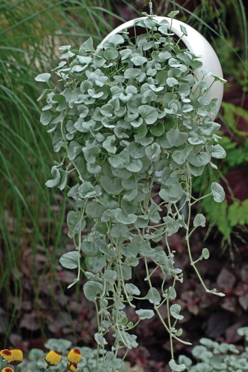 Dichondra Silver Falls Flower Seeds - 6 Pelleted Rare
