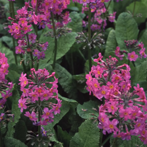 Primula Burmanica Seed
