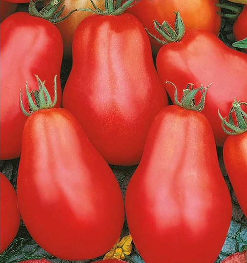 Seeds Tomato Roma Mid-Ripe Red Original Tasty Vegetable Seeds From Ukraine