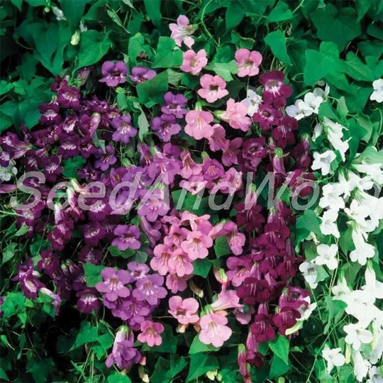 Asarina Seeds, Scandens, Maurandia Organic Seeds, 5 Pcs. #373