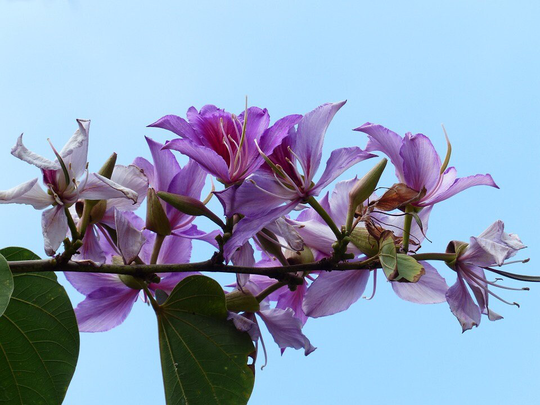 Bauhinia Variegata X10 Seeds Beautiful Fragrant, Pink Orchid-Like Flowers