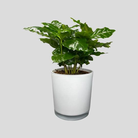 Delicate White Glass Planter - Fits 11.5cm Plant