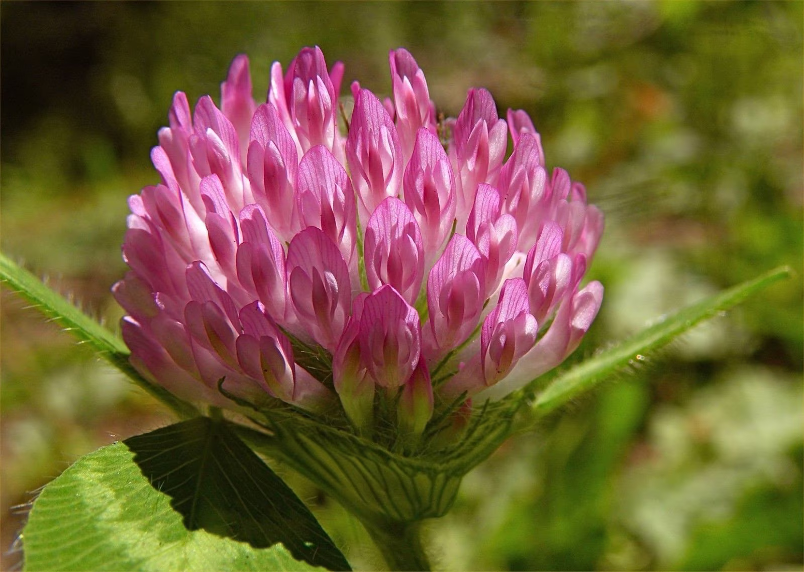 Wild Flower - Red Clover | Trifolium Pratense Approx. 250 Seeds