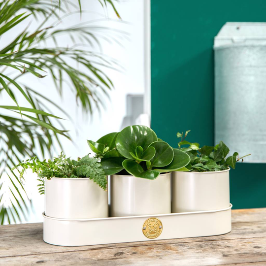 Set Of Three Herb Planters In A Tray