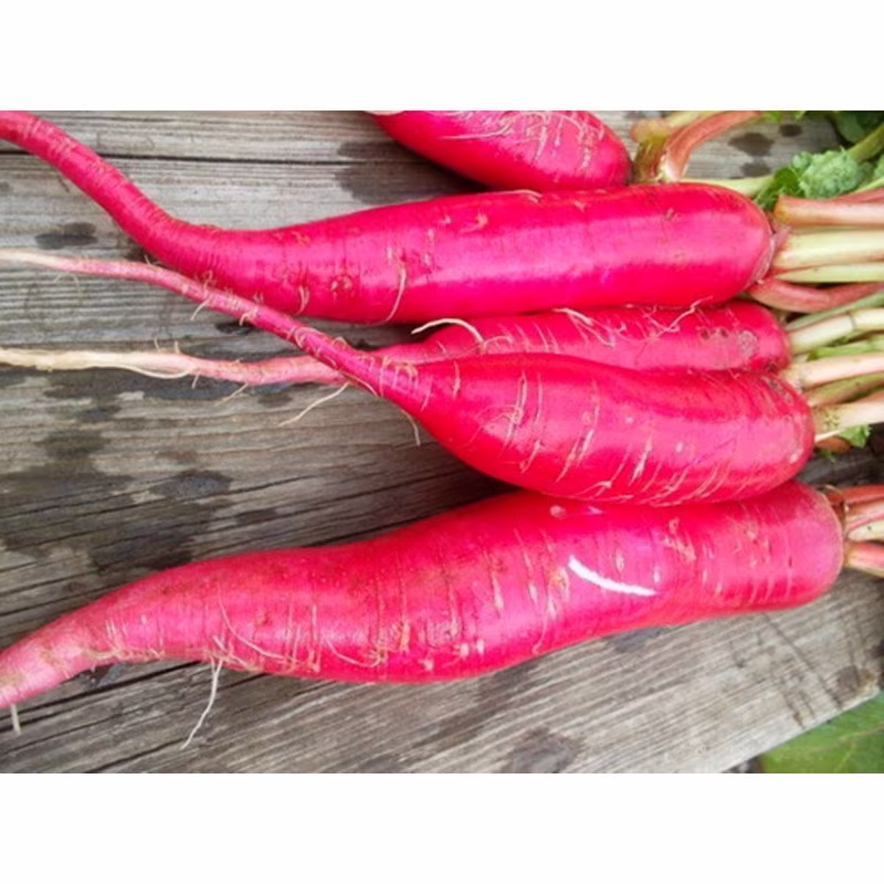 Radish Red Giant Seeds Heirloom Non Gmo For Planting | 202476