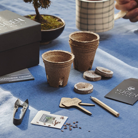 Japanese Cedar Bonsai Tree Growing Kit