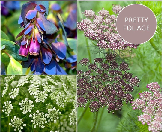 Foliage Collection | Grow Your Own Autumn Sowing Letterbox Gardening Gift Growing Gifts Flower Seeds
