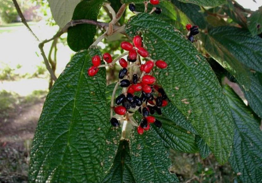 Leatherleaf Vibernum Clipping Unrooted