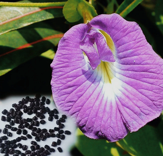 Pink Single Petal Butterfly Pea Flower Seeds/Clitoria Ternatea Aprajita Seeds Annual Butterfly Medicinal Plant Seed For Home Gardening