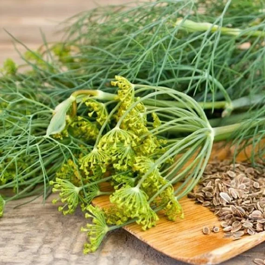 Usa Seller Dukat Dill 50 Seeds | Anethum Graveolens
