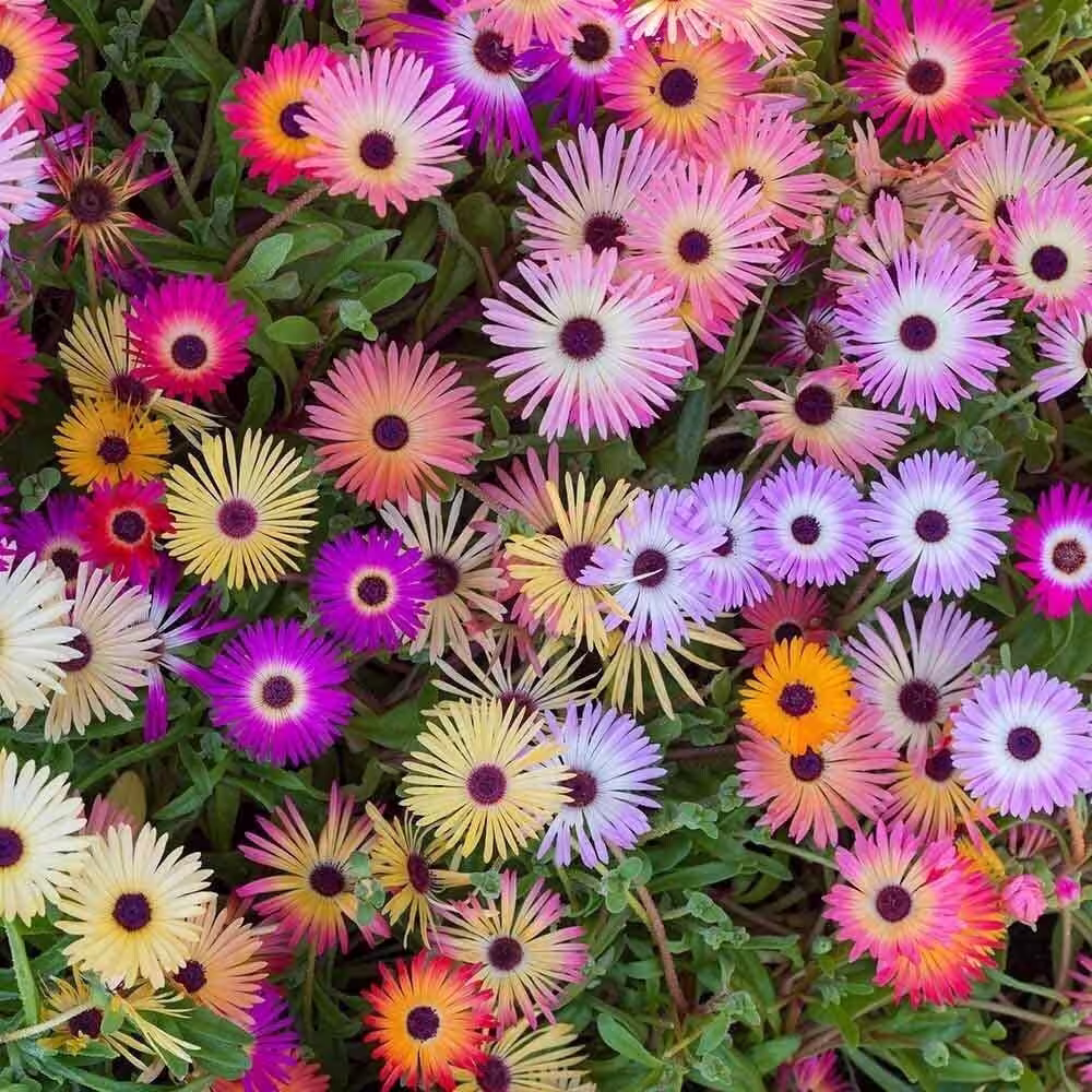 1700 Livingstone Daisy Flower Seeds - Mesembryanthemum Mix Dorotheanthus Perennial