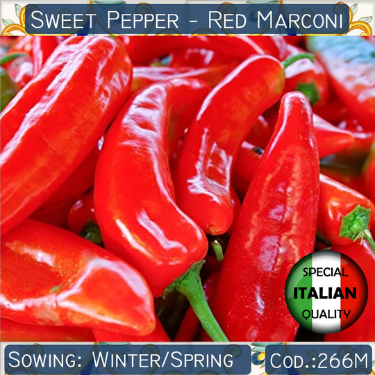 70+ Sweet Pepper Red Marconi Seeds, Italian Vegetable Non Gmo #266M