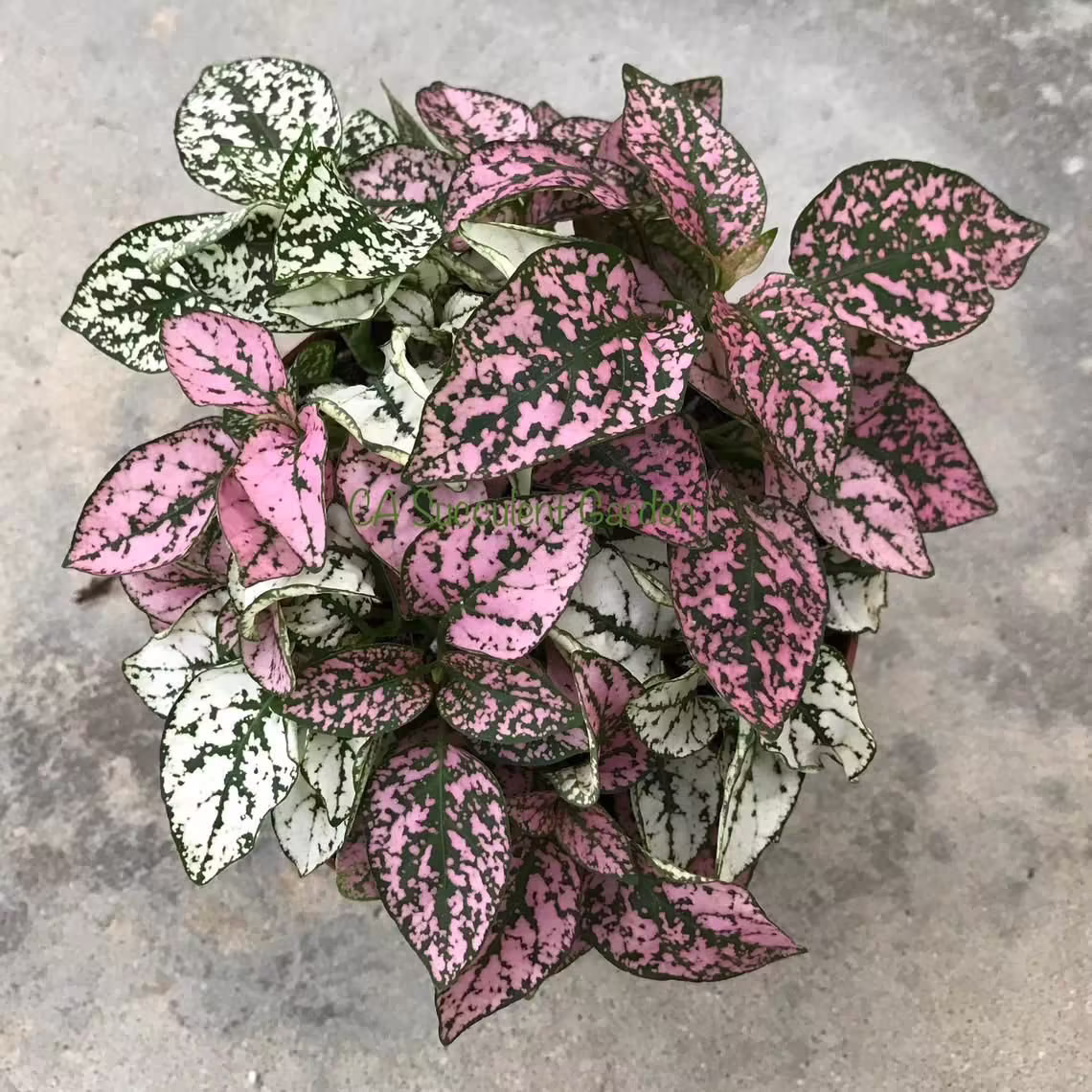 Pink Splash Polka Dot Hypoestes Phyllostachya Houseplant Seeds - Tropical Indoor House Plant 10 Fresh Rare Easy To Grow